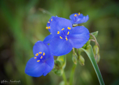 Western Spiderwort Colorado Wildflowers 01