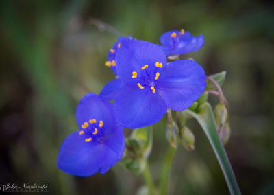 Western Spiderwort Colorado Wildflowers 04