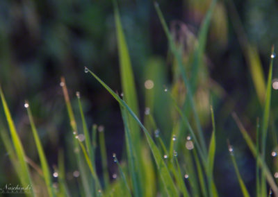 Colorado Grasses with Dew Drops Photo 24