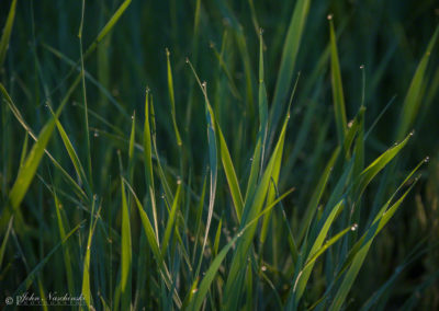 Colorado Grasses with Dew Drops Photo 25