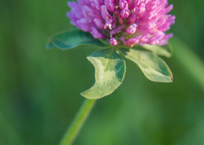 Colorado Parry Clover - Trifolium parryi - Photo 07