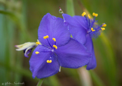 Western Spiderwort Colorado Wildflowers 02