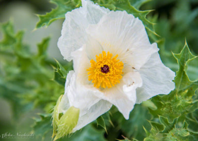Prickly Poppy Flower - Argemone polyanthemos - 09