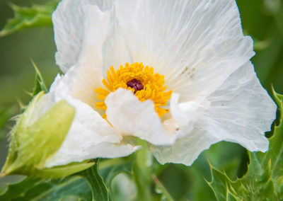 Prickly Poppy Flower - Argemone polyanthemos - 10