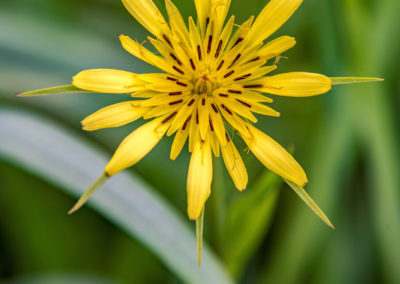 Photos of Yellow Colorado Wildflowers