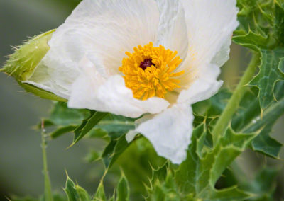 Prickly Poppy Flower - Argemone polyanthemos - 11