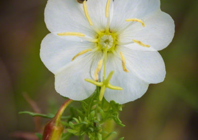 Nuttall Evening Primrose - Oenothera nuttallii - 1