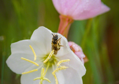 Nuttall Evening Primrose - Oenothera nuttallii - 2