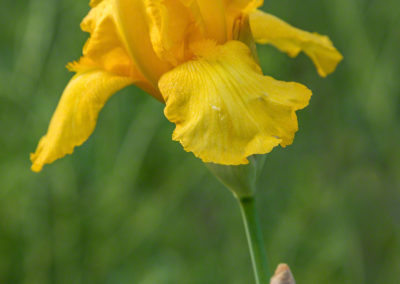 Yellow Iris - Iris pseudacorus - Photo 01