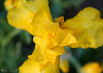 Yellow Iris - Iris pseudacorus - Photo 05