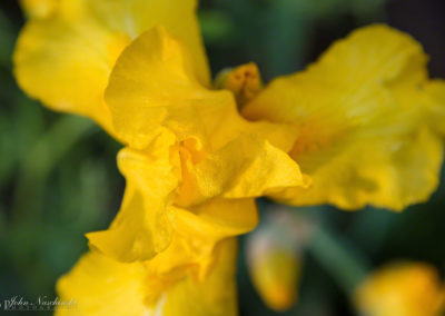 Yellow Iris - Iris pseudacorus - Photo 06