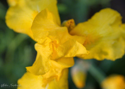 Yellow Iris - Iris pseudacorus - Photo 07