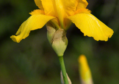 Yellow Iris - Iris pseudacorus - Photo 02