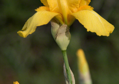 Yellow Iris - Iris pseudacorus - Photo 08