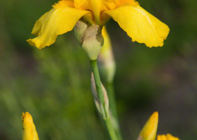 Yellow Iris - Iris pseudacorus - Photo 09
