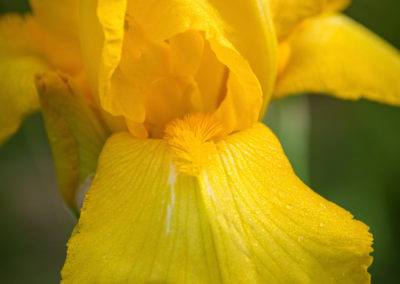 Yellow Iris - Iris pseudacorus - Photo 04