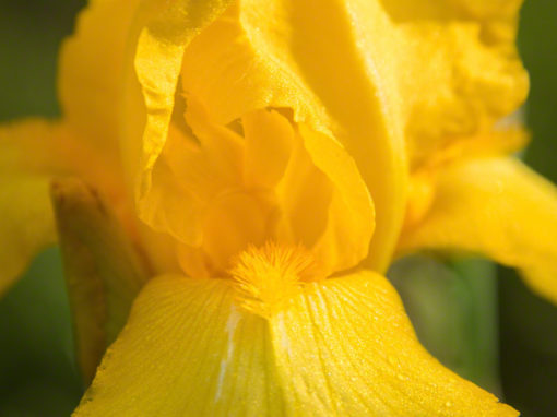 Photos of Yellow Colorado Wildflowers
