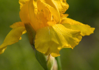 Yellow Iris - Iris pseudacorus - Photo 10