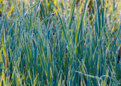 Colorado Grasses with Frozen Dew Drops Photo 26