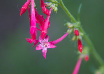 Fairy Trumpet Flowers - Ipomopsis aggregata - Photo 03