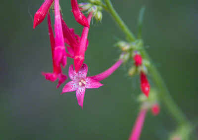 Fairy Trumpet Flowers - Ipomopsis aggregata - Photo 04
