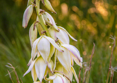 Spanish Bayonet Yucca Flowers - Yucca glauca - 01