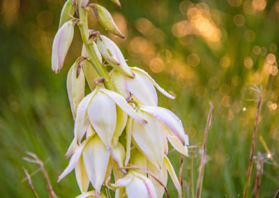 Spanish Bayonet Yucca Flowers - Yucca glauca - 03