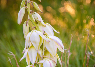 Spanish Bayonet Yucca Flowers - Yucca glauca - 04