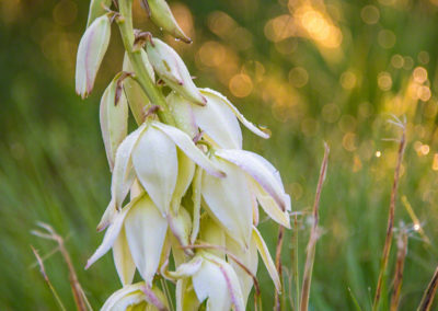 Spanish Bayonet Yucca Flowers - Yucca glauca - 05