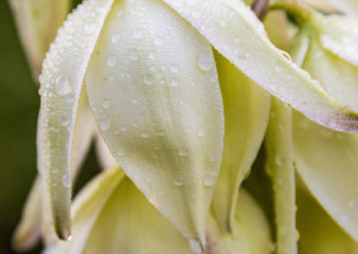 Spanish Bayonet Yucca Flowers - Yucca glauca - 07