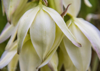 Spanish Bayonet Yucca Flowers - Yucca glauca - 08