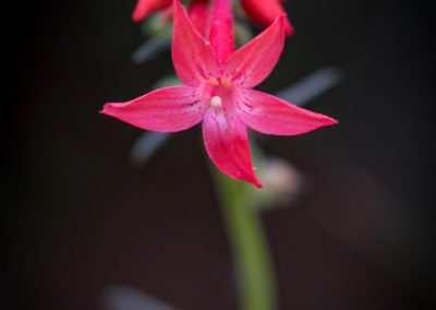 Fairy Trumpet Flowers - Ipomopsis aggregata - Photo 05