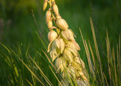 Spanish Bayonet Yucca Flowers - Yucca glauca - 09