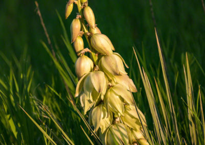 Spanish Bayonet Yucca Flowers - Yucca glauca - 10