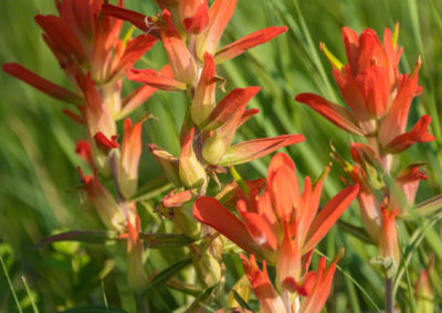 Orange Indian Paintbrush Flower - Castilleja linariaefolia - Photo 10