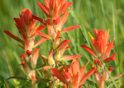 Orange Indian Paintbrush Flower - Castilleja linariaefolia - Photo 11