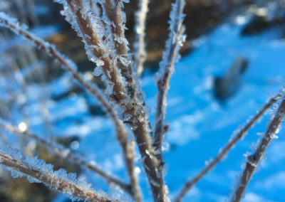 Foliage with Ice Photo 30