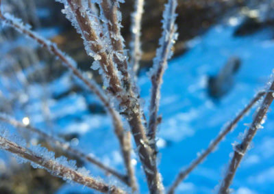 Foliage with Ice Photo 31