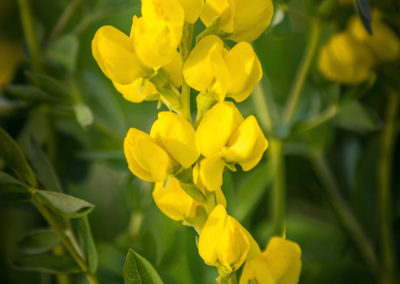 Golden Banner Flower - Thermopsis rhombifolia - Photo 01