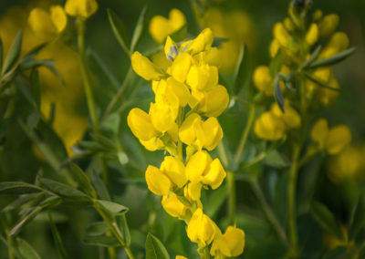 Golden Banner Flower - Thermopsis rhombifolia - Photo 02