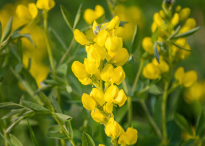 Golden Banner Flower - Thermopsis rhombifolia - Photo 03