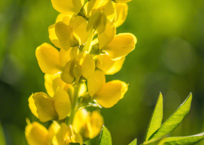 Golden Banner Flower - Thermopsis rhombifolia - Photo 04
