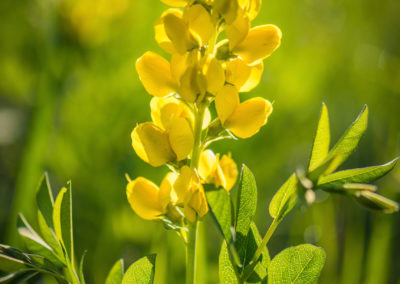 Golden Banner Flower - Thermopsis rhombifolia - Photo 05