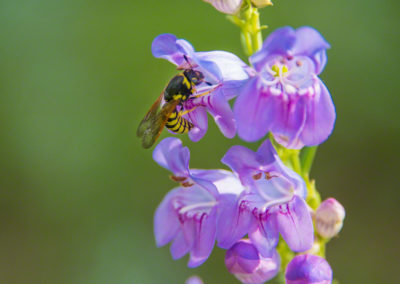 Colorado Rocky Mountain Penstemon - Penstemon strictus - Photo 01