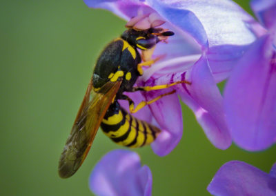 Colorado Rocky Mountain Penstemon - Penstemon strictus - Photo 02