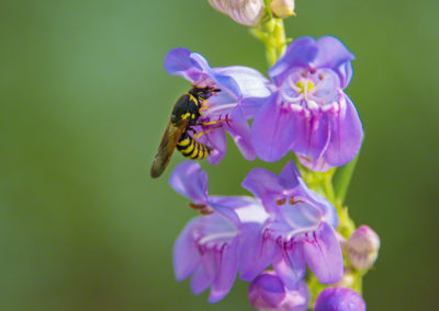 Colorado Rocky Mountain Penstemon - Penstemon strictus - Photo 03