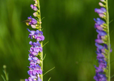 Colorado Rocky Mountain Penstemon - Penstemon strictus - Photo 04