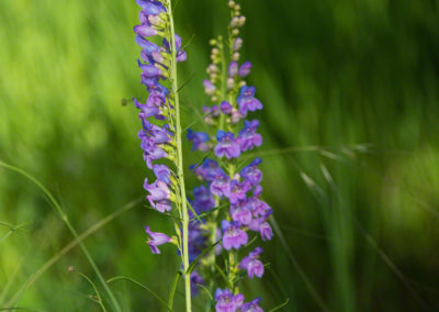 Colorado Rocky Mountain Penstemon - Penstemon strictus - Photo 05