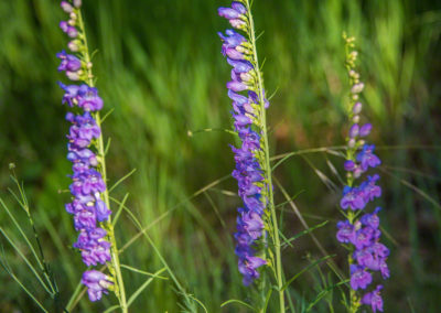 Colorado Rocky Mountain Penstemon - Penstemon strictus - Photo 06