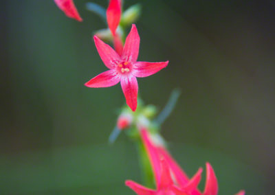 Fairy Trumpet Flowers - Ipomopsis aggregata - Photo 01